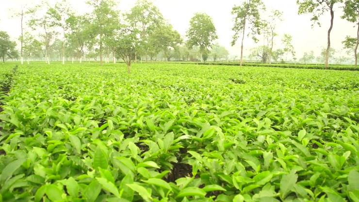Assam Tea